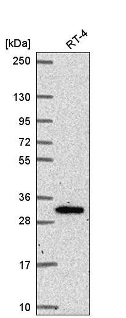 Invitrogen NRIP3 Polyclonal Antibody 100 &mu;L; Unconjugated:Antibodies,