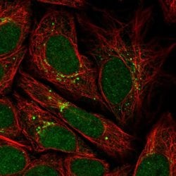 Invitrogen PPP2R3C Polyclonal Antibody 100 &mu;L; Unconjugated:Antibodies,