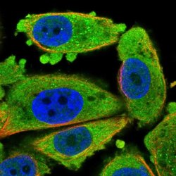 Invitrogen CDKN3 Polyclonal Antibody 100 &mu;L; Unconjugated:Antibodies,