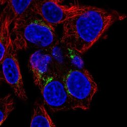 Invitrogen FN3K Polyclonal Antibody 100 &mu;L; Unconjugated:Antibodies,