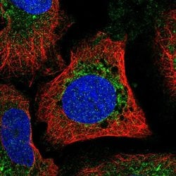 Invitrogen MFN1 Polyclonal Antibody 100 &mu;L; Unconjugated:Antibodies,
