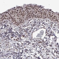 Invitrogen HNRNPA0 Polyclonal Antibody 100 &mu;L; Unconjugated:Antibodies,