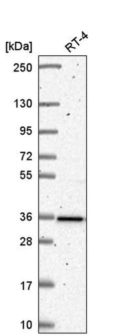 Invitrogen HNRNPA0 Polyclonal Antibody 100 &mu;L; Unconjugated:Antibodies,