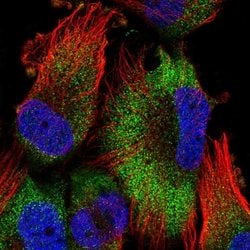 Invitrogen ATPAF2 Polyclonal Antibody 100 &mu;L; Unconjugated:Antibodies,