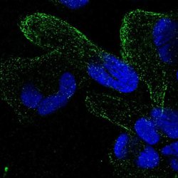 Invitrogen ZNF302 Polyclonal Antibody 100 &mu;L; Unconjugated:Antibodies,