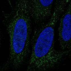 Invitrogen LINGO3 Polyclonal Antibody 100 &mu;L; Unconjugated:Antibodies,