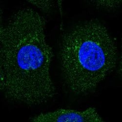 Invitrogen Alivin 1 Polyclonal Antibody 100 &mu;L; Unconjugated:Antibodies,