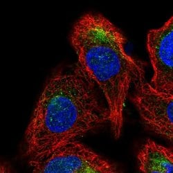 Invitrogen GDPGP1 Polyclonal Antibody 100 &mu;L; Unconjugated:Antibodies,