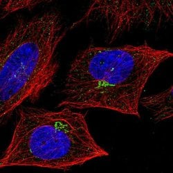 Invitrogen 4-1BB Ligand Polyclonal Antibody 100 &mu;L; Unconjugated:Antibodies,