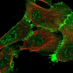 Invitrogen Erbin Polyclonal Antibody 100 &mu;L; Unconjugated:Antibodies,