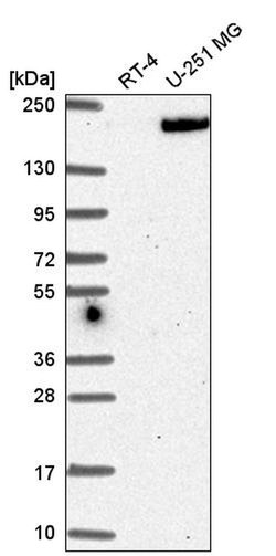 Invitrogen Erbin Polyclonal Antibody 100 &mu;L; Unconjugated:Antibodies,