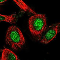 Invitrogen C19orf53 Polyclonal Antibody 100 &mu;L; Unconjugated:Antibodies,