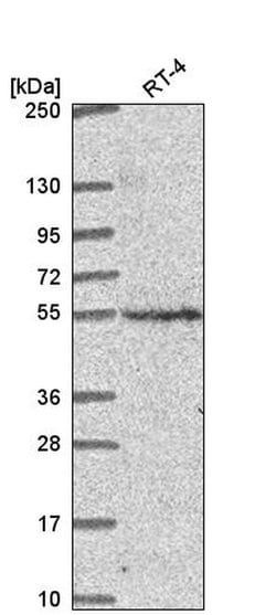 CNNM2 Polyclonal Antibody:Antibodies, Polyclonal