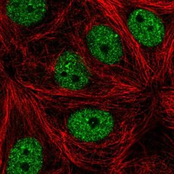 Invitrogen MAMDC4 Polyclonal Antibody 100 &mu;L; Unconjugated:Antibodies,