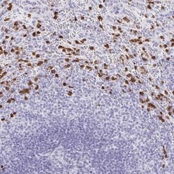 Invitrogen MAMDC4 Polyclonal Antibody 100 &mu;L; Unconjugated:Antibodies,