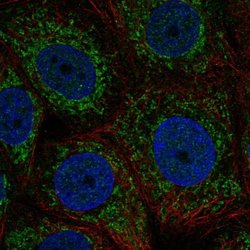 Invitrogen ZNHIT3 Polyclonal Antibody 100 &mu;L; Unconjugated:Antibodies,