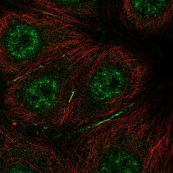 Invitrogen C3orf10 Polyclonal Antibody 100 &mu;L; Unconjugated:Antibodies,