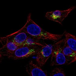 Invitrogen Arylsulfatase E Polyclonal Antibody 100 &mu;L; Unconjugated:Antibodies,