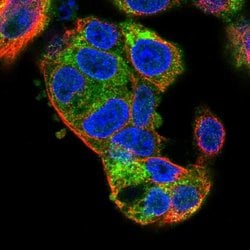 Invitrogen KIAA2013 Polyclonal Antibody 100 &mu;L; Unconjugated:Antibodies,