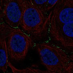 Invitrogen TSSK4 Polyclonal Antibody 100 &mu;L; Unconjugated:Antibodies,