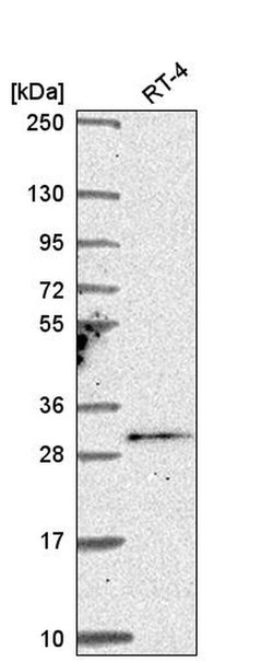Invitrogen TSSK4 Polyclonal Antibody 100 &mu;L; Unconjugated:Antibodies,