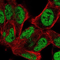 BOC Polyclonal Antibody:Antibodies, Polyclonal