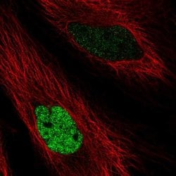 Invitrogen MAFK Polyclonal Antibody 100 &mu;L; Unconjugated:Antibodies,
