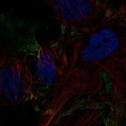 Invitrogen DSEL Polyclonal Antibody 100 &mu;L; Unconjugated:Antibodies,