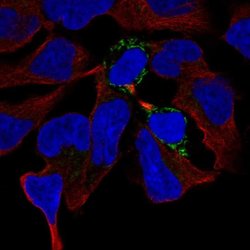 Invitrogen PGM2L1 Polyclonal Antibody 100 &mu;L; Unconjugated:Antibodies,