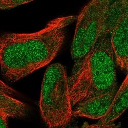 Invitrogen WDR26 Polyclonal Antibody 100 &mu;L; Unconjugated:Antibodies,