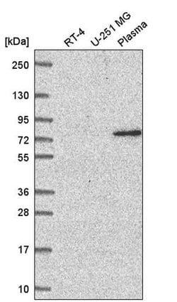 Invitrogen WDR26 Polyclonal Antibody 100 &mu;L; Unconjugated:Antibodies,