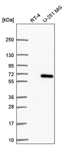 Invitrogen CCDC64 Polyclonal Antibody 100 &mu;L; Unconjugated:Antibodies,