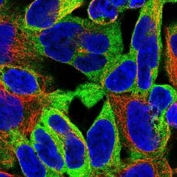 Invitrogen Epsin 1 Polyclonal Antibody 100 &mu;L; Unconjugated:Antibodies,
