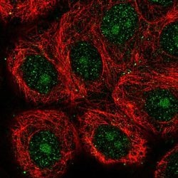 Invitrogen GIN1 Polyclonal Antibody 100 &mu;L; Unconjugated:Antibodies,