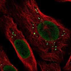 Invitrogen ARHGAP25 Polyclonal Antibody 100 &mu;L; Unconjugated:Antibodies,
