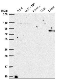 Invitrogen ARHGAP25 Polyclonal Antibody 100 &mu;L; Unconjugated:Antibodies,