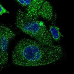 Invitrogen TMEM230 Polyclonal Antibody 100 &mu;L; Unconjugated:Antibodies,
