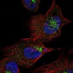 Invitrogen LCHN Polyclonal Antibody 100 &mu;L; Unconjugated:Antibodies,