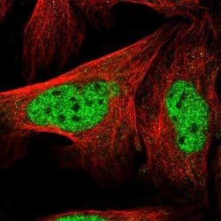 Invitrogen LENG8 Polyclonal Antibody 100 &mu;L; Unconjugated:Antibodies,
