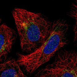 Invitrogen SLC35F3 Polyclonal Antibody 100 &mu;L; Unconjugated:Antibodies,