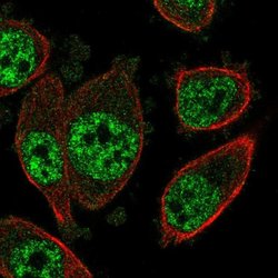 Invitrogen SOX12 Polyclonal Antibody 100 &mu;L; Unconjugated:Antibodies,