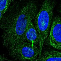 Invitrogen KIAA1211L Polyclonal Antibody 100 &mu;L; Unconjugated:Antibodies,