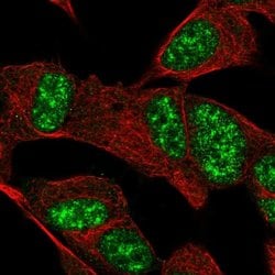 Invitrogen FAM227B Polyclonal Antibody 100 &mu;L; Unconjugated:Antibodies,