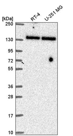 Invitrogen TRIM24 Polyclonal Antibody 100 &mu;L; Unconjugated:Antibodies,