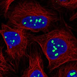 Invitrogen TPGS2 Polyclonal Antibody 100 &mu;L; Unconjugated:Antibodies,