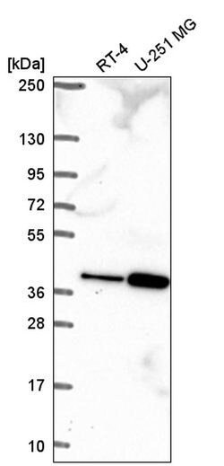 Invitrogen TPGS2 Polyclonal Antibody 100 &mu;L; Unconjugated:Antibodies,