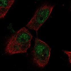 Invitrogen PTTG Polyclonal Antibody 100 &mu;L; Unconjugated:Antibodies,