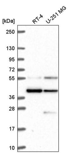 Invitrogen MRG15 Polyclonal Antibody 100 &mu;L; Unconjugated:Antibodies,