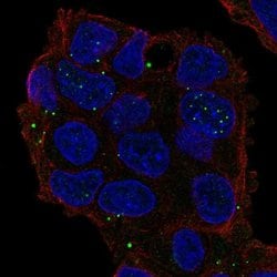 Invitrogen GRASP Polyclonal Antibody 100 &mu;L; Unconjugated:Antibodies,