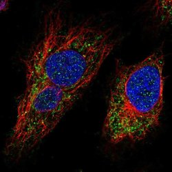 Invitrogen MTX3 Polyclonal Antibody 100 &mu;L; Unconjugated:Antibodies,